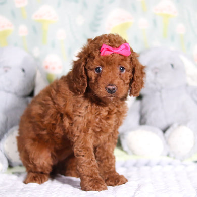 Birdie - Available 3/5