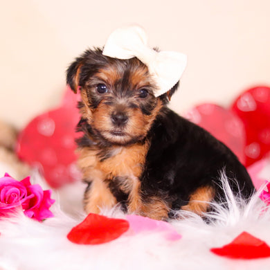 Daisy - Available Now