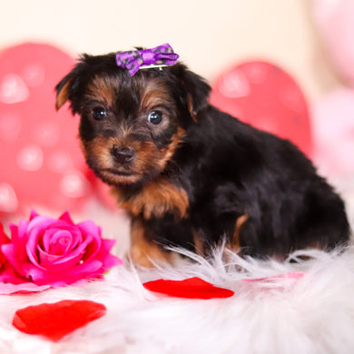 Ferdie - Available Now