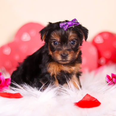 Ferdie - Available Now