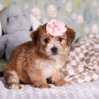 Penny - Available 3/12