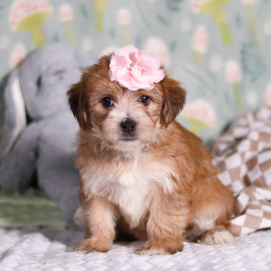 Penny - Available 3/12