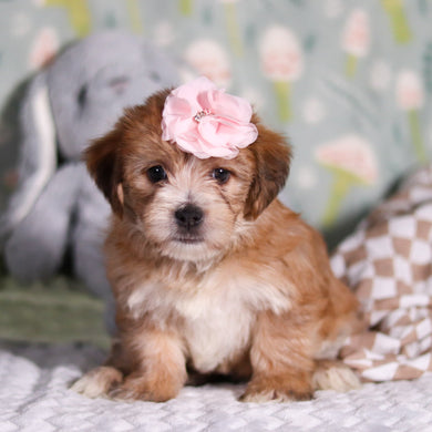 Penny - Available 3/12