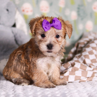 Poppy - Available Now