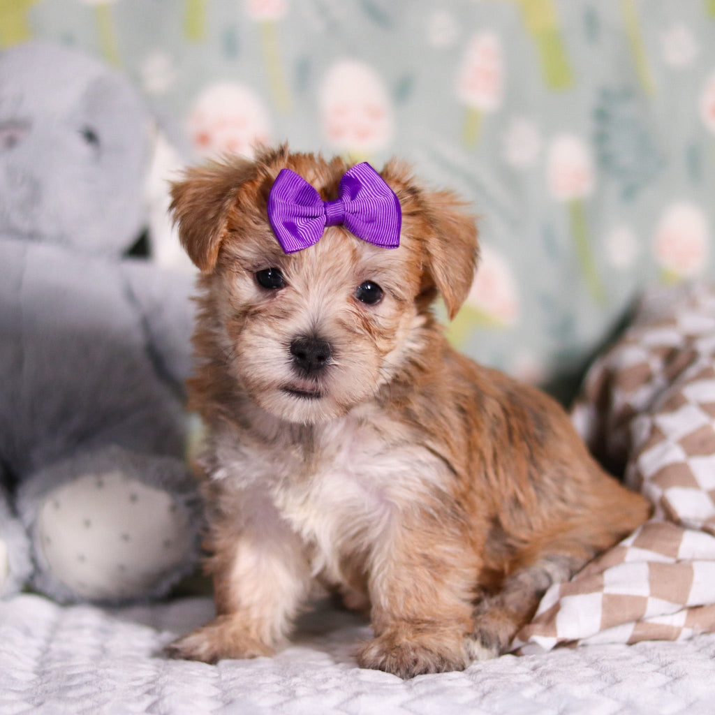 Poppy - Available Now