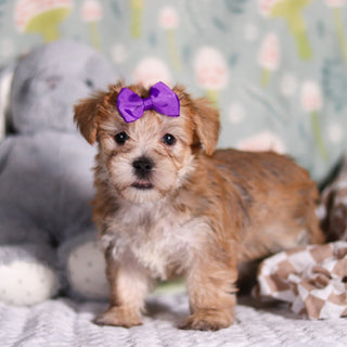 Poppy - Available Now