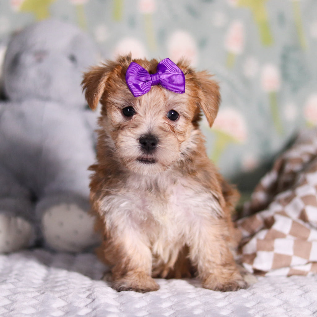 Poppy - Available Now