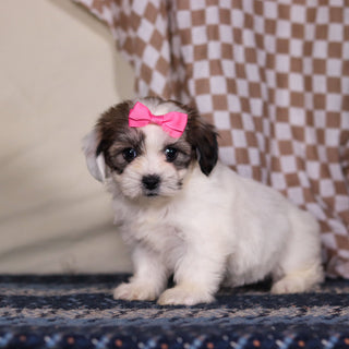 March - Available 3/12