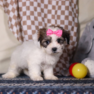 March - Available 3/12