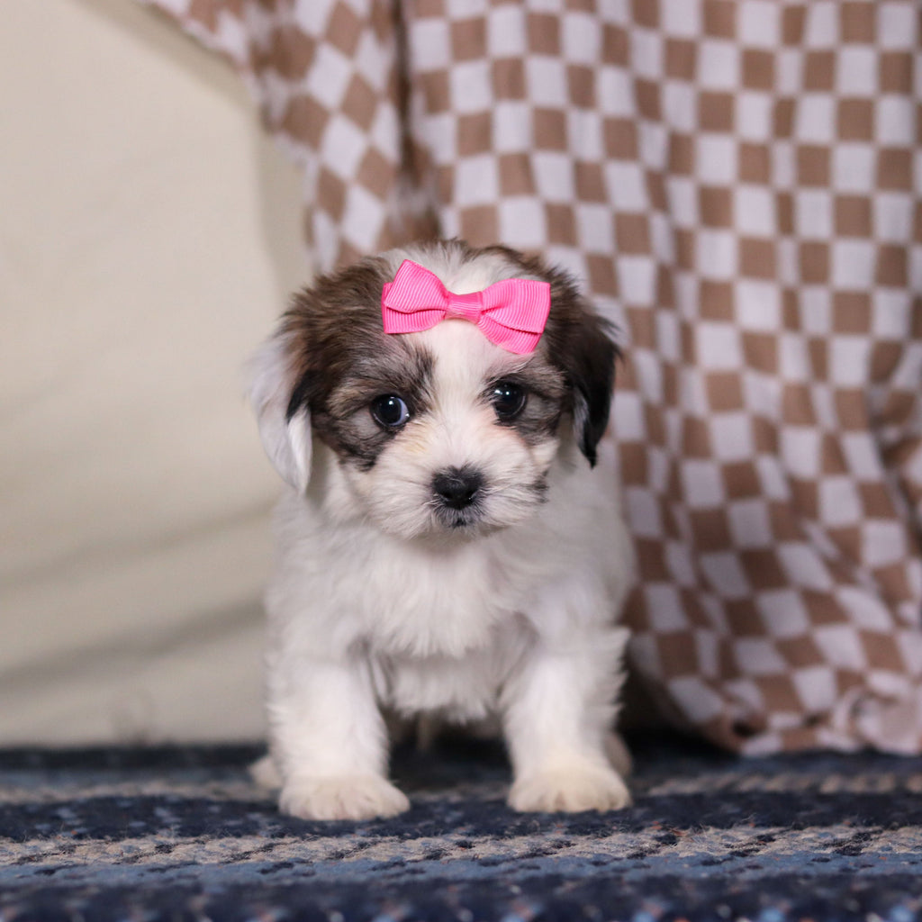 March - Available 3/12