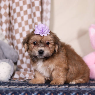 Iris - Available 3/12