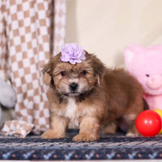 Iris - Available 3/12