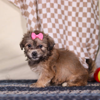 Maya - Available 3/12