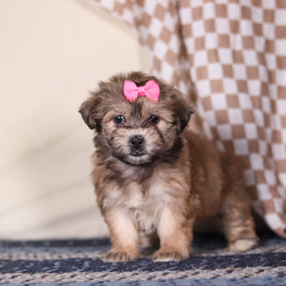 Maya - Available 3/12