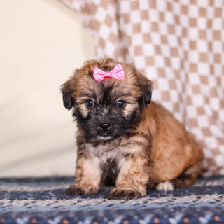 Clover - Available 3/12