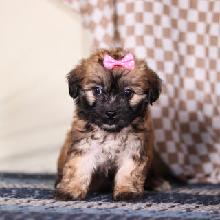 Clover - Available 3/12