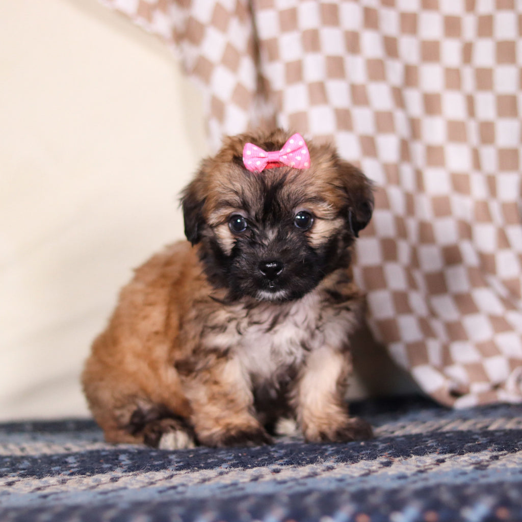 Clover - Available 3/12