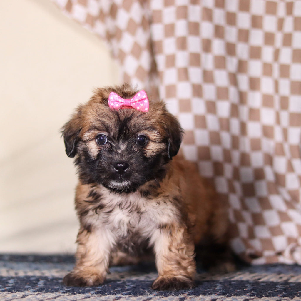 Clover - Available 3/12