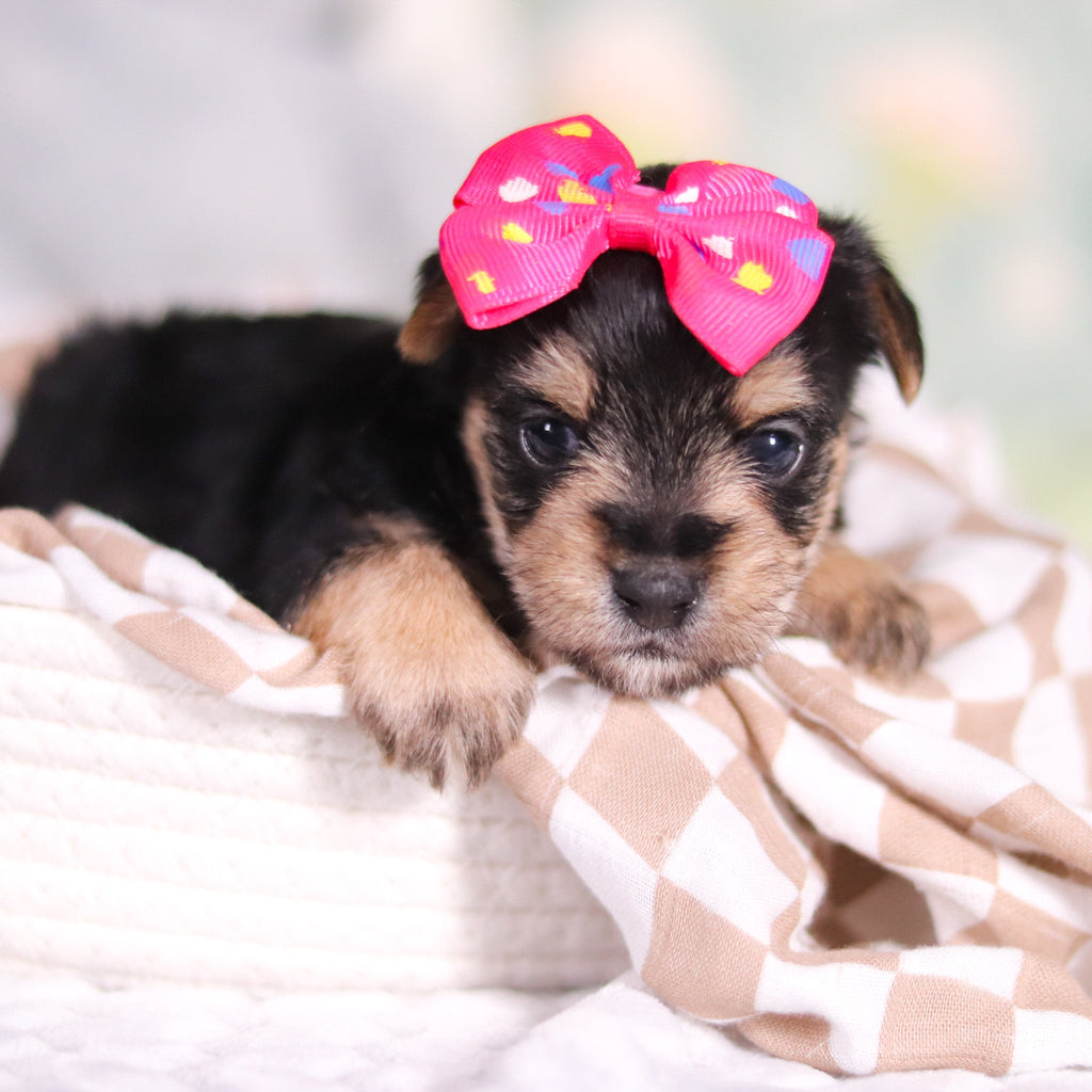 Adeline - Available 3/26