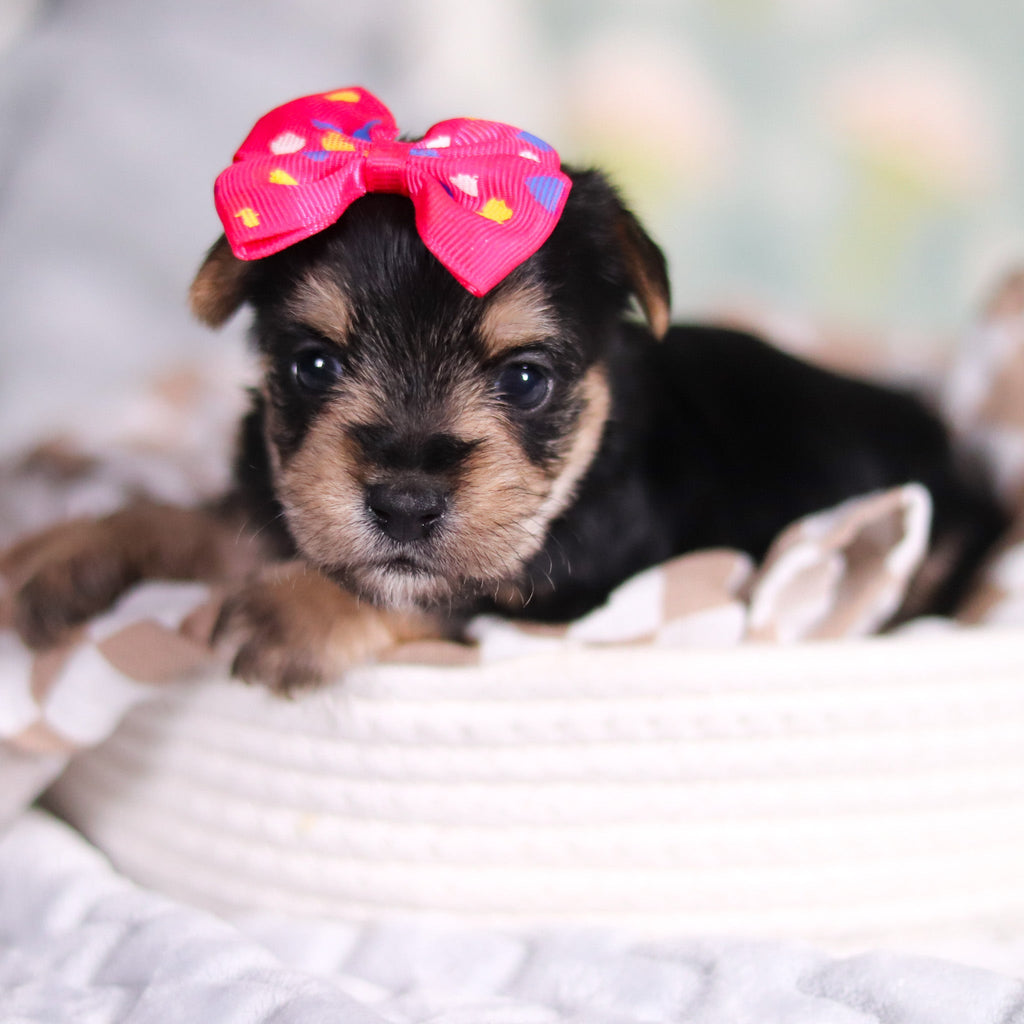 Adeline - Available 3/26