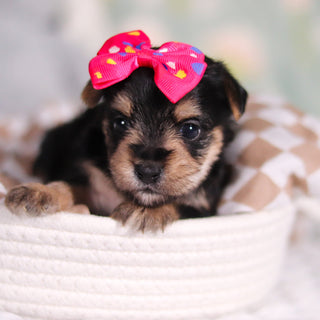 Adeline - Available 3/26