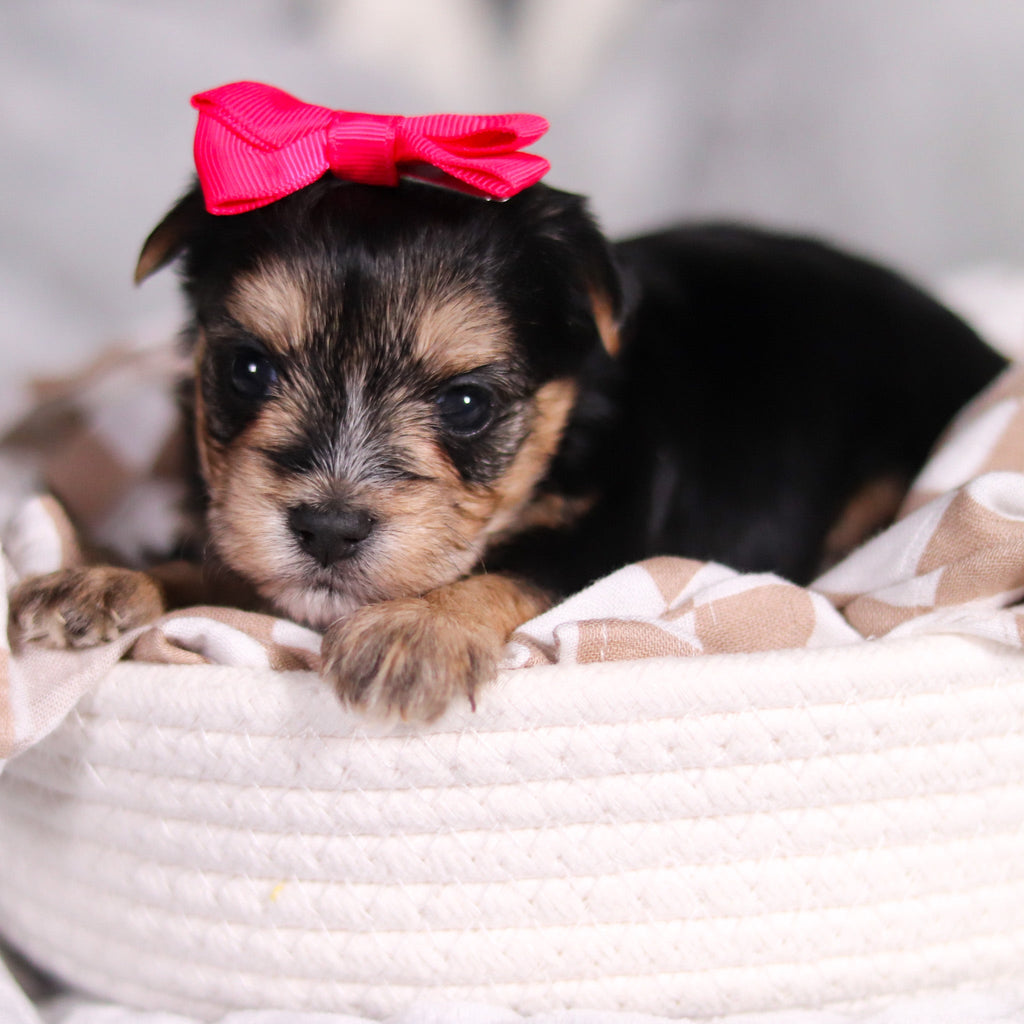 Ariana - Available 3/26