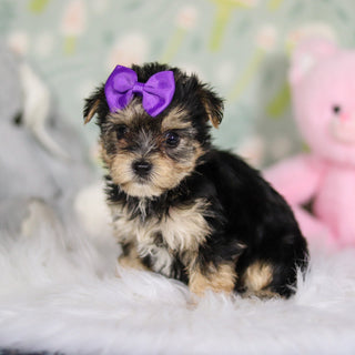 Ariana - Available 3/26