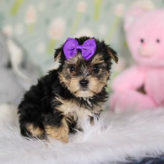 Ariana - Available 3/26