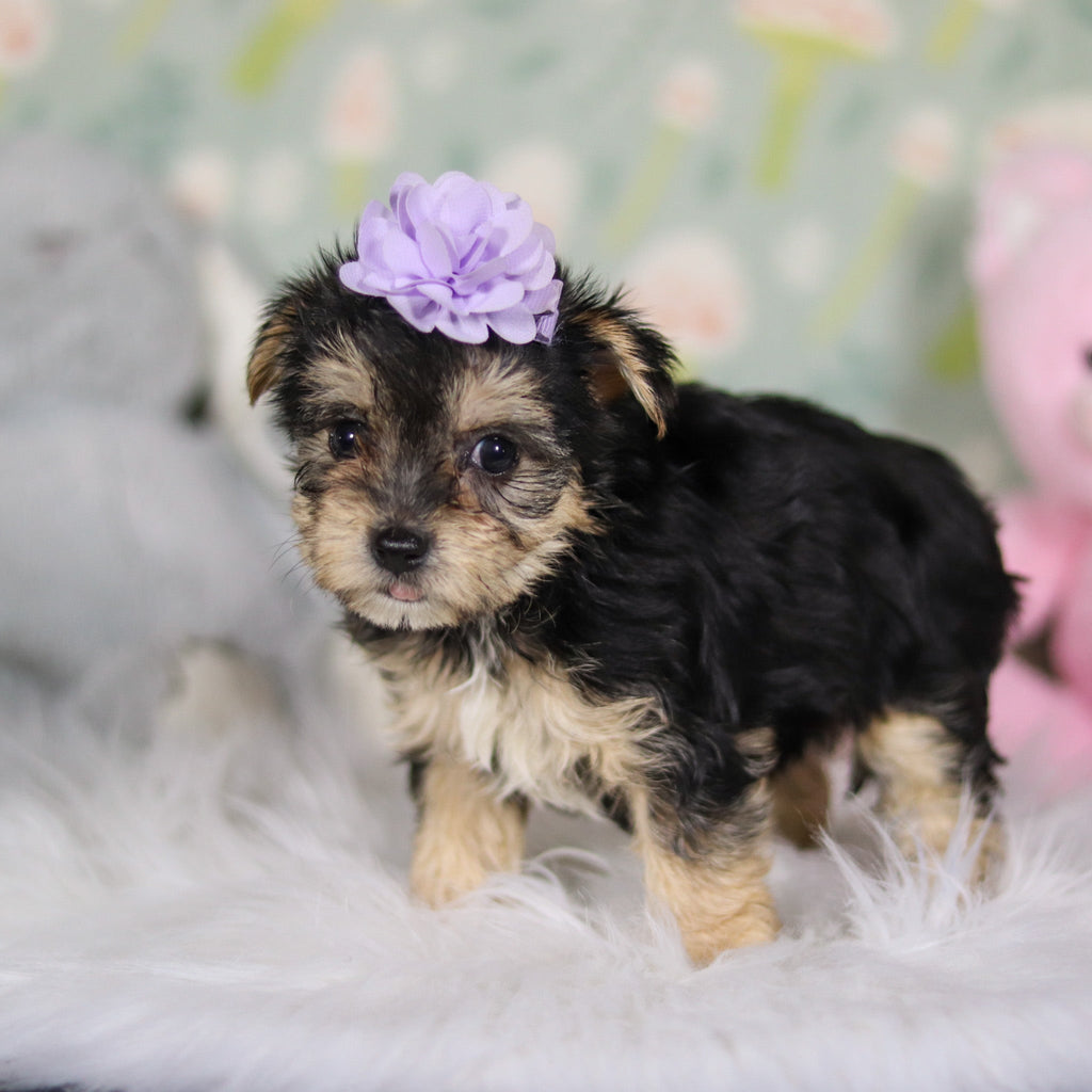 Autumn - Available 3/26