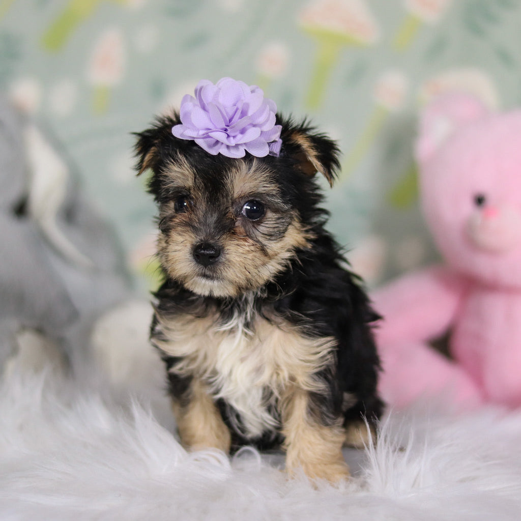 Autumn - Available 3/26