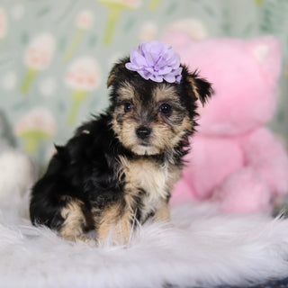 Autumn - Available 3/26