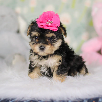 Audrey - Available 3/26