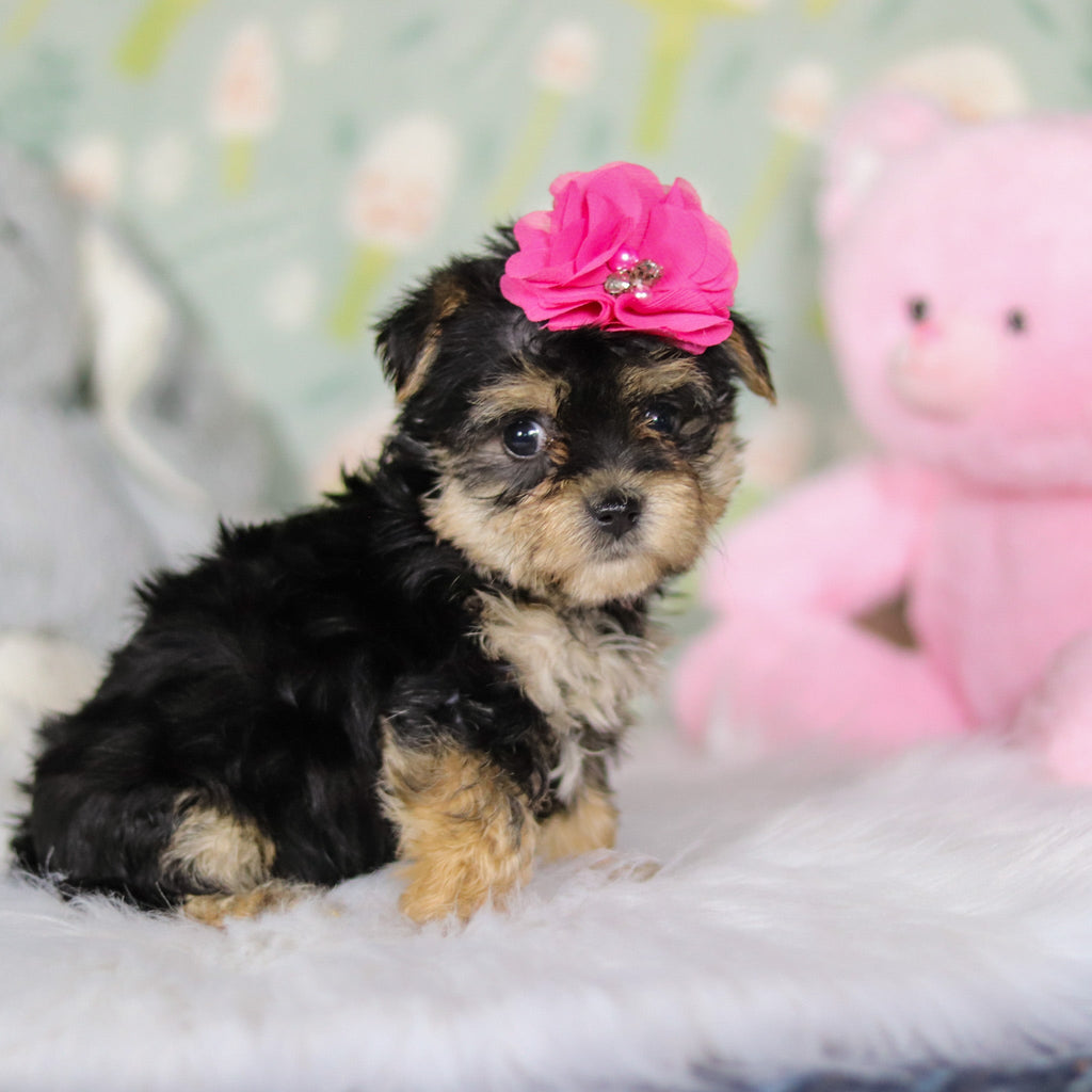 Audrey - Available 3/26