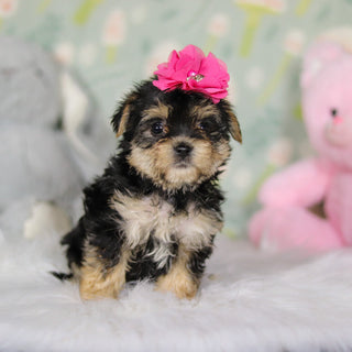 Audrey - Available 3/26