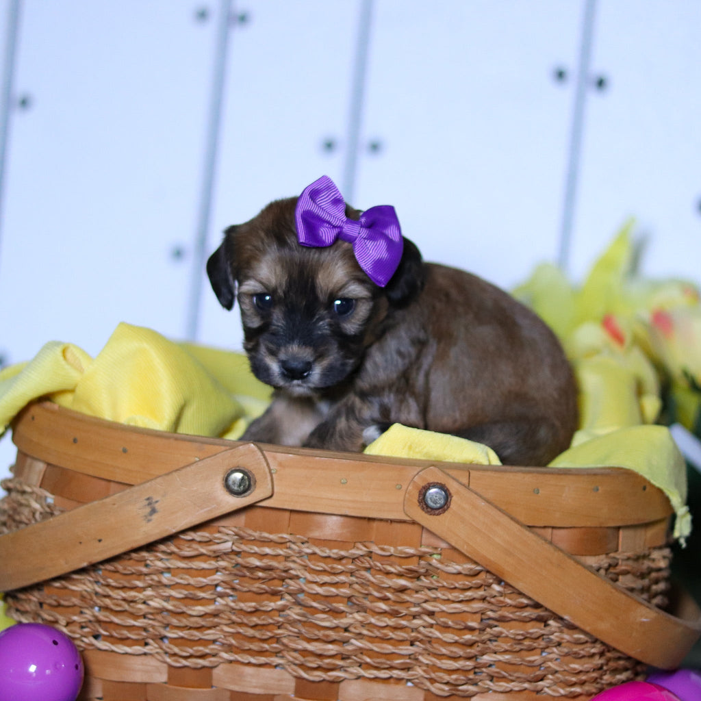 Celeste - Available Now