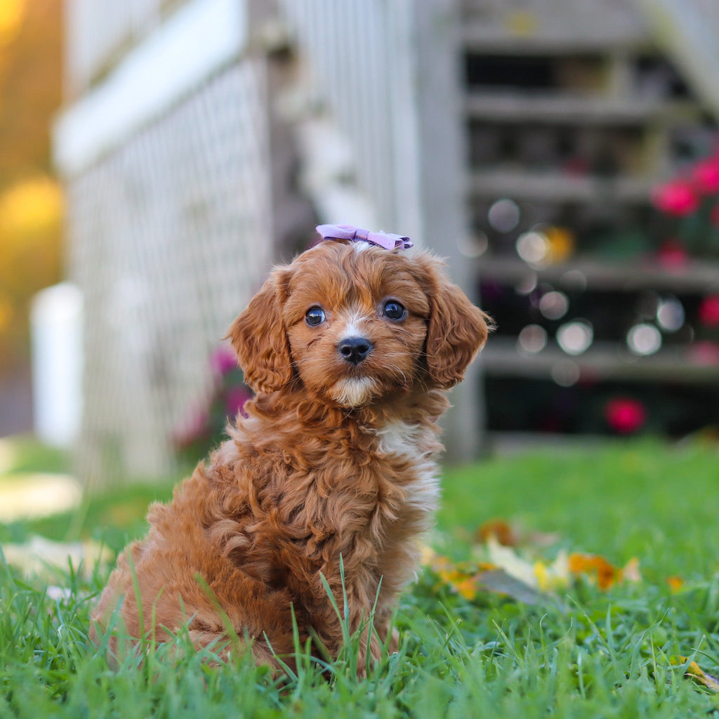 Millie - Available 10/29