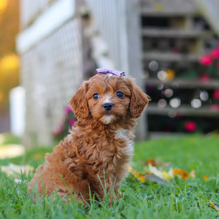Millie - Available 10/29