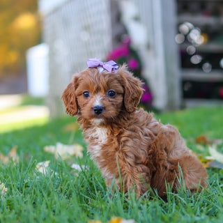 Millie - Available 10/29