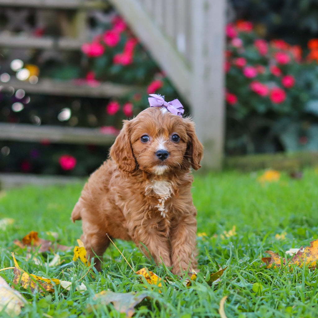 Millie - Available 10/29