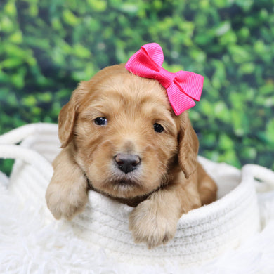 Fannie - Available 12/31