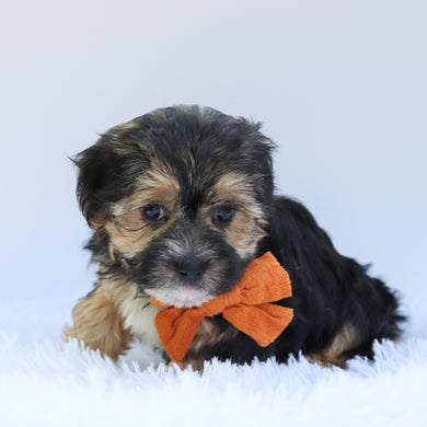 Finn - Available 6/26