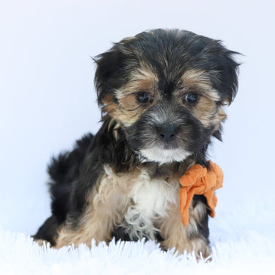 Finn - Available 6/26