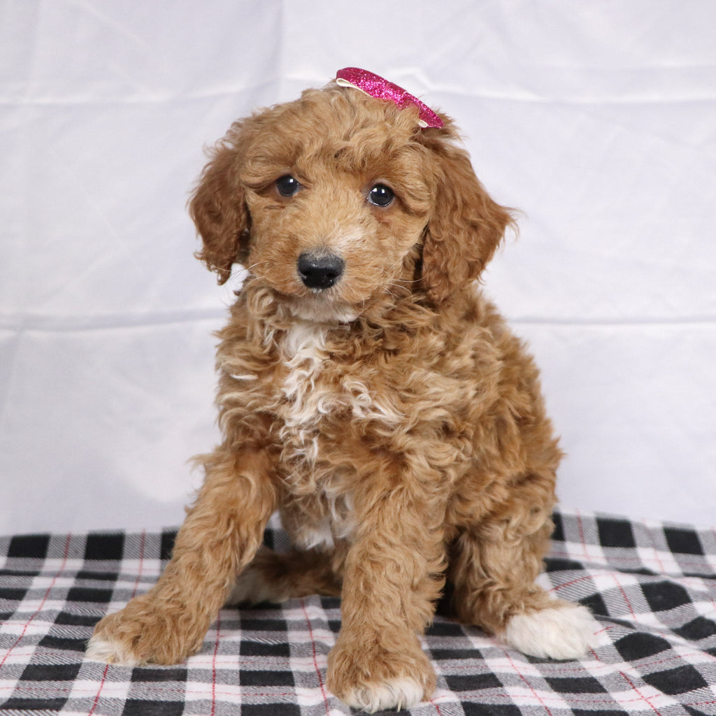 Fiona - Available 12/17