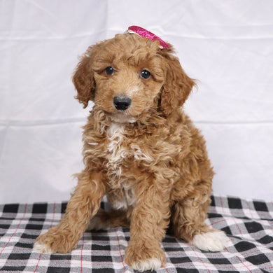 Fiona - Available 12/17