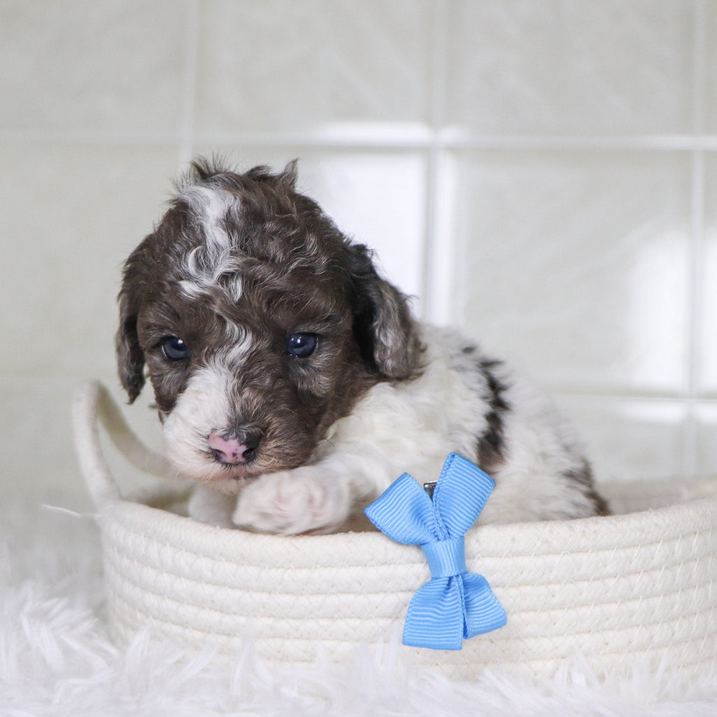 Fletcher - Available 2/4