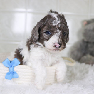 Fletcher - Available 2/4