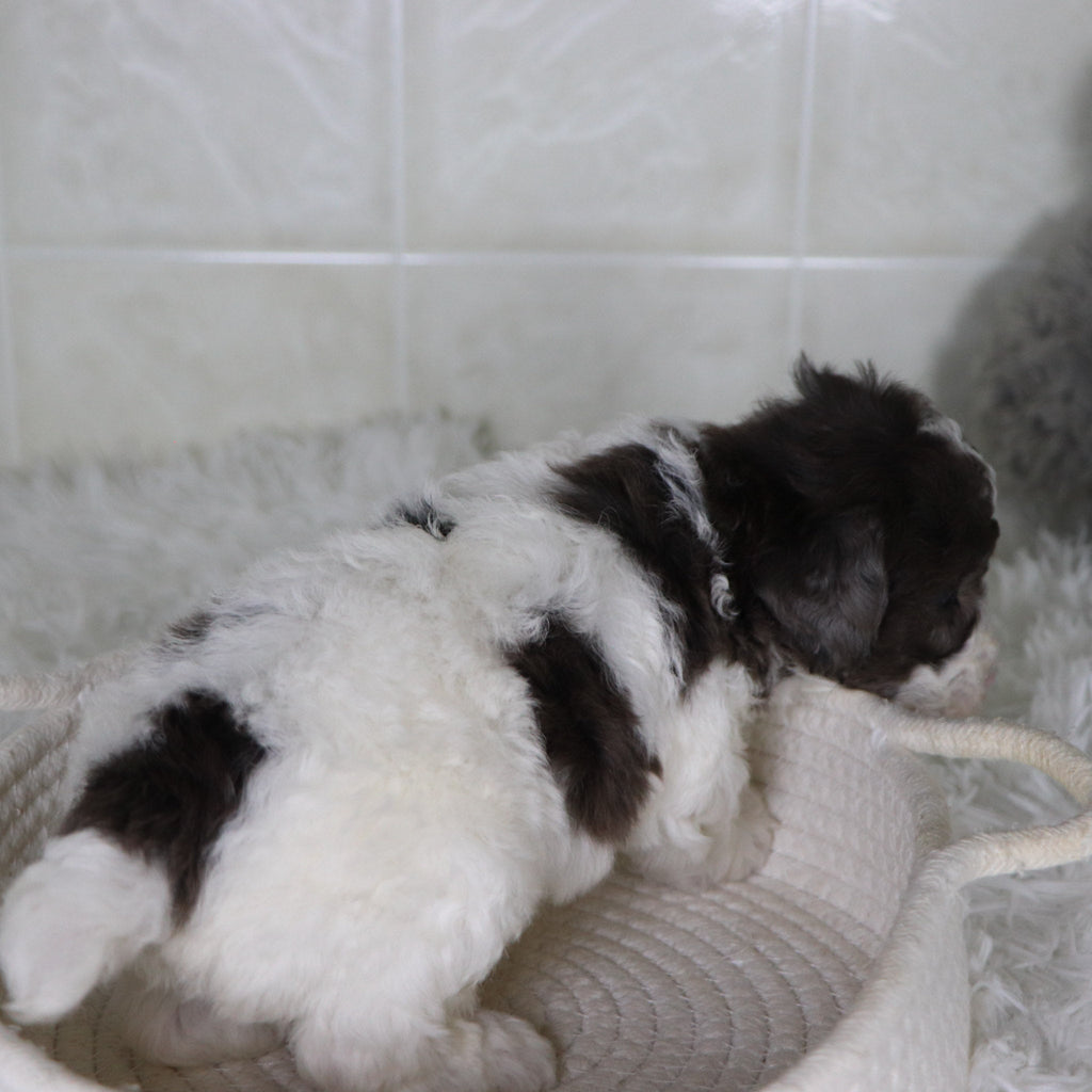 Fletcher - Available 2/4