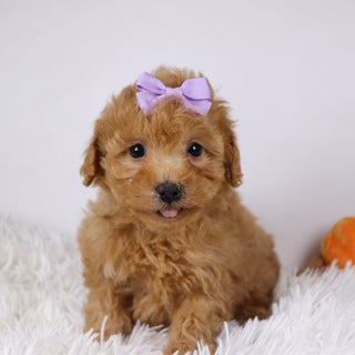 Flow - Available 11/26