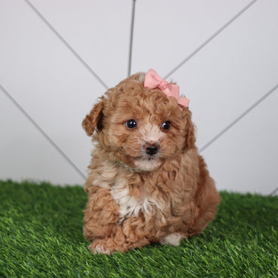 Flower - Available 4/30