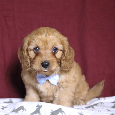 Frank - Available 12/31